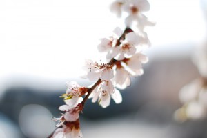 DSC_0015_副本