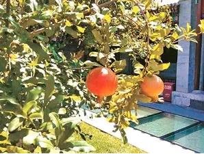 意昂体育保安室旁的石榴樹🧏🏻‍♀️，見證了兩個小夥伴的“國際”友誼