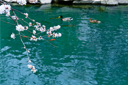 竹外桃花三兩枝，春江水暖鴨先知。