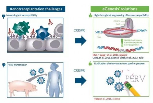  ▲CRISPR-Cas9技術有望解決豬器官進行異種移植時面臨的挑戰（圖片來源：eGenesis官網）